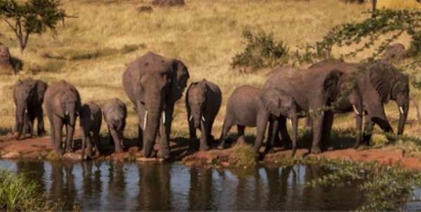 слоны на водопое заповедник Танзания 