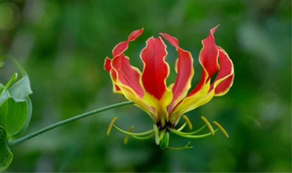 удивительный цветок растения Танзании