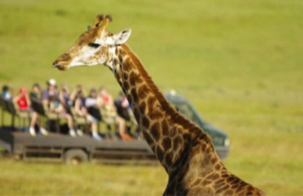 туристы встретили жирафа на экскурсии 
