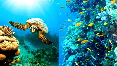 The beauty of the red sea in the resort of Marsa Alam