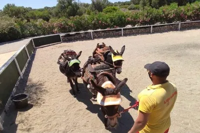 The Maze Park instructor leads 3 donkeys for skating.