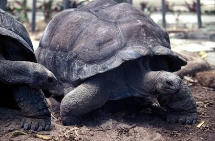 Aldabra giant tortoises in the Seychelles