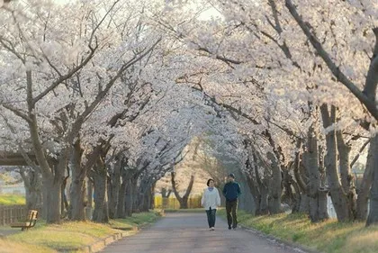 Blooming cherry blossoms