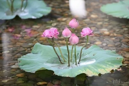 Intui — в Азии! Еще больше трансферов для вашего бизнеса.