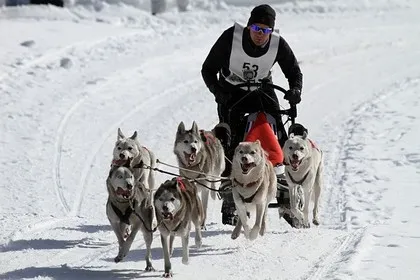 Dog sleds in Canada