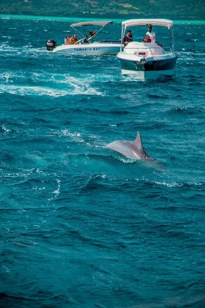 Dolphins off the coast of Mauritius