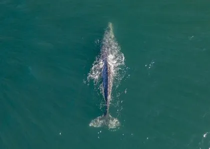 Gray whale in Mexico