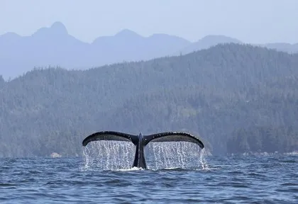Humpback whale in Iceland