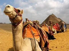 Egypt Transfers
