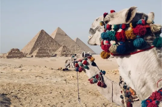 Pyramids of Giza and camels in the desert