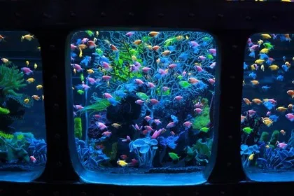 Unusual date in oceanarium