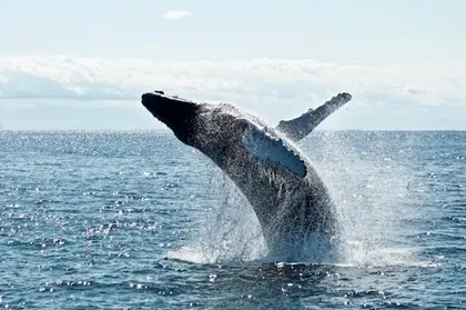 A whale off the coast of Panama